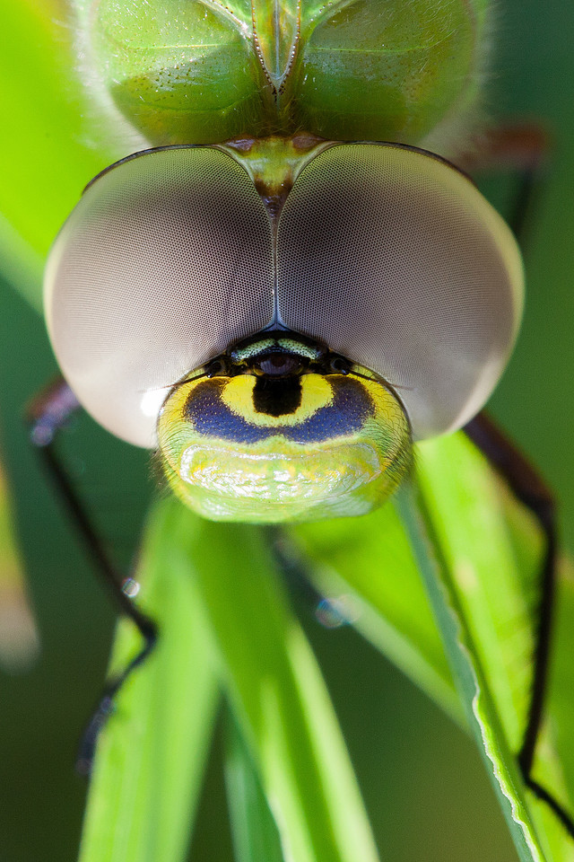 Dragonfly eyes