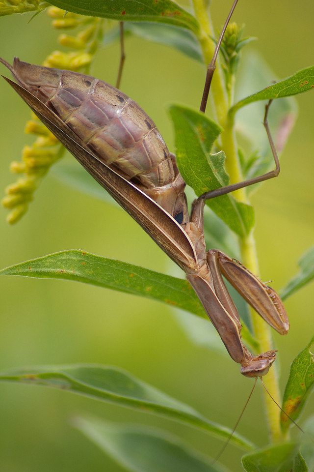 Macro Photography
