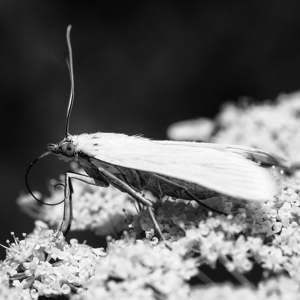 Macro Photography